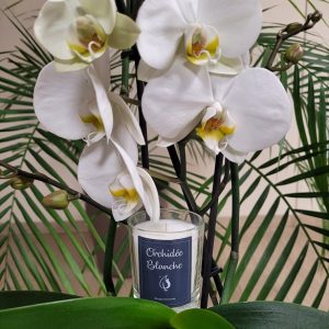 Orchidée Blanche